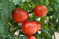 An upclose shot of red tomatoes hanging from a tree